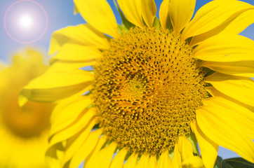 Obraz premium Summer sun over the sunflower field nature background