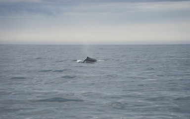 Whalewatching in der Skj&aacute;lfandibucht bei H&uacute;sav&iacute;k / Nord-Island