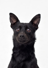 mongrel dog looking