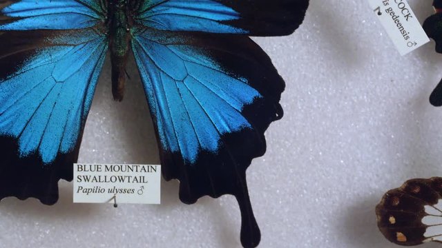 Panning view over butterfly collection viewing a Blue Mountain Swallowtail.