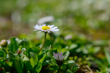 Einzelne Margerite auf dem Feld