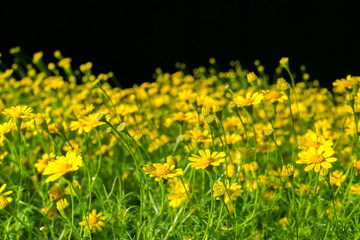 nature fresh yellow thymophylla flower field in the wild on black background with copy space.