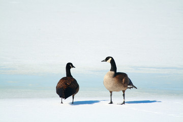 Naklejka premium Canada geese couple in talk
