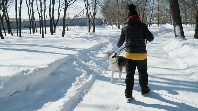 Beautiful girl playing with malamute dog on the snow outdoors in slow motion. Walking the snowpath in the park.
