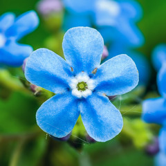 Fototapeta na wymiar Tender Blue Forget-Me-Not Myosotis Brunnera Boraginaceae Flower Macro
