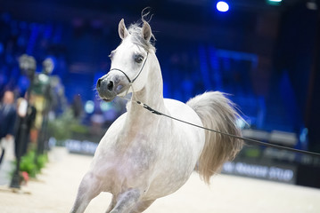 portrait of white arabian horse