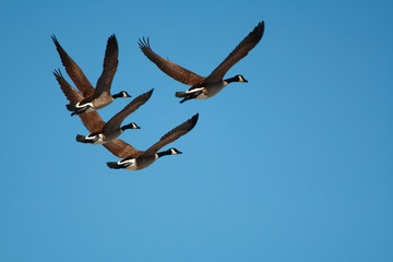 Canada geese in flight