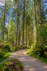 Fototapeta na wymiar Footpath in pine trees, Alps