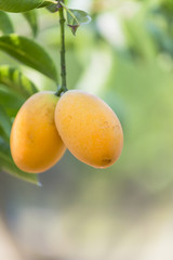 Marian plum,Marian mango or plango (Mayong Chit in Thai) is the most popular grown fruit in Nakhon Nayok. The harvest season lasts from February to March.