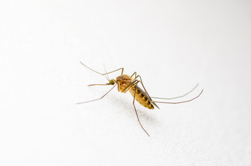 Yellow Fever, Malaria or Zika Virus Infected Mosquito Insect on White Wall