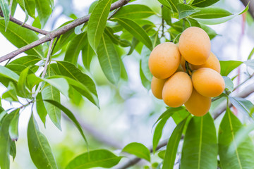 Marian plum,Marian mango or plango (Mayong Chit in Thai) is the most popular grown fruit in Nakhon Nayok. The harvest season lasts from February to March.