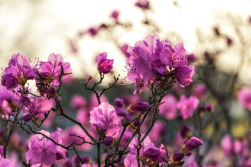 korean rosebay or azalea