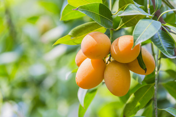 Marian plum,Marian mango or plango (Mayong Chit in Thai) is the most popular grown fruit in Nakhon...