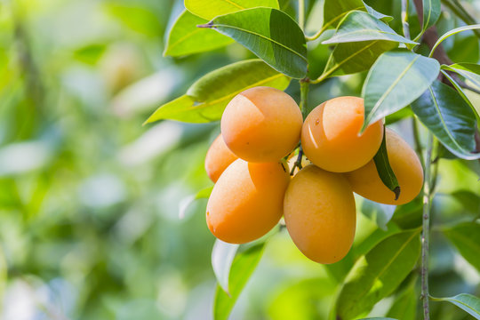 Marian plum,Marian mango or plango (Mayong Chit in Thai) is the most popular grown fruit in Nakhon Nayok. The harvest season lasts from February to March.