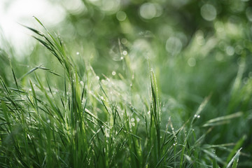 Obraz premium Natural abstract soft green defocused sunny background with grass and light spots. Spring easter backdrop with copy space
