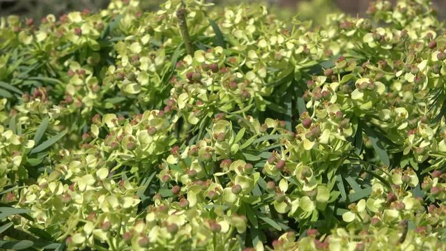 Wolfsmilch, Euphorbia regis jubae, Euphorbia, ildpflanze, Blume, Fuerteventura, 4K