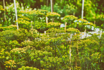 Unripe yellow umbrellas of dill in garden