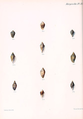 Illustration of shells.