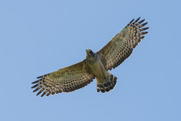A Crested Serpent Eagle in Flight (Juvenile)