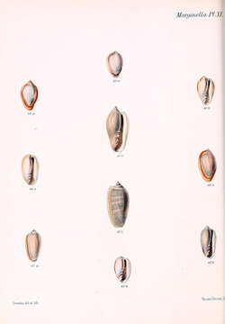 Illustration of shells.