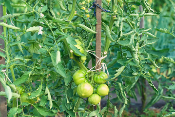 Bush unripe green tomatoes in the garden