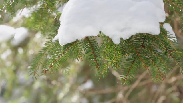 Spruce branch with snow swinging from the wind, winter in the forest