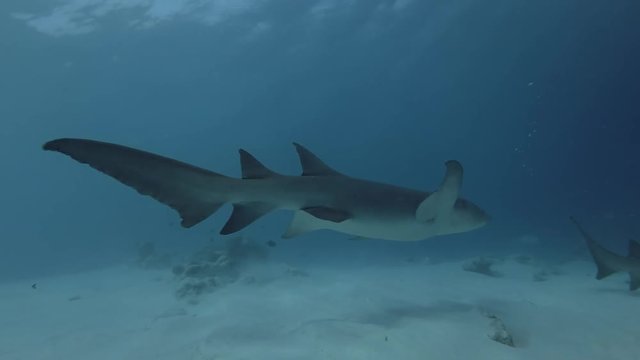 two Tawny nurse shark swims inblue water over sandy bottom
