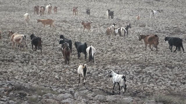 Ziegenherde auf Fuerteventura, Nutztier, Ziege, Herde, Landwirtschaft, Spanien, 4K
