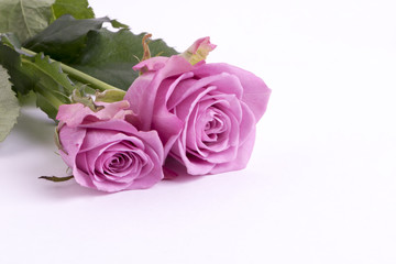 Rose flower valentine background