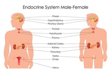 Education Chart of Biology for Endocrine System in Male and Female Diagram