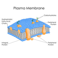 Education Chart of Biology for Plasma Membrane Diagram