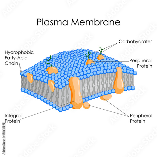 "Education Chart of Biology for Plasma Membrane Diagram" Stock image