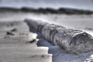 Treibgut in Form eines Baumstammes in Nahaufnahme an der d&auml;nischen Nordseek&uuml;ste.