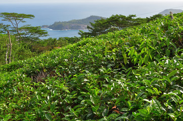 Fototapeta na wymiar Seychelles islands, tea plantation