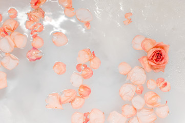 texture of rose petals floating in water