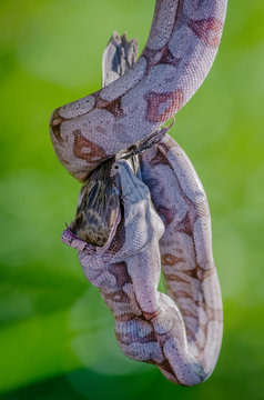 Boa Constrictor Eating A Bird