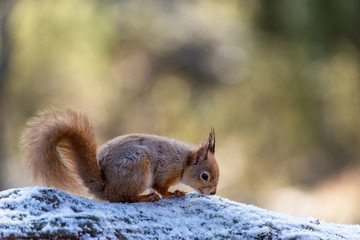 Red Squirrel (Sciurus vulgaris) feeding in pine forest