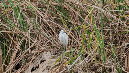 Egret on riverbank and in flight