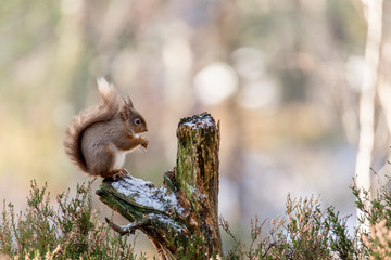 Red Squirrel (Sciurus vulgaris) feeding in pine forest