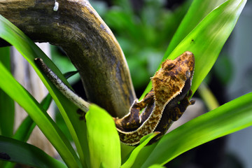 Gekon orzęsiony w liściu