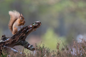 Red Squirrel (Sciurus vulgaris) feeding in pine forest