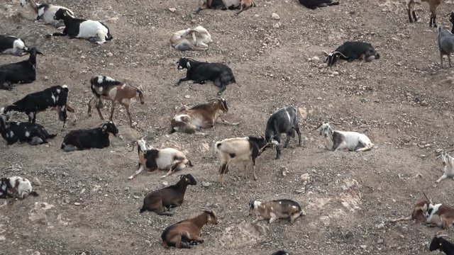 Ziegenherde auf Fuerteventura, Nutztier, Ziege, Herde, Landwirtschaft, Spanien, 4K