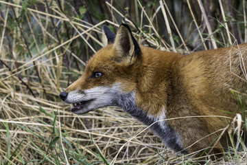 Red fox vixen