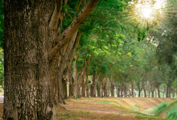 Trees and forests with refreshing nature