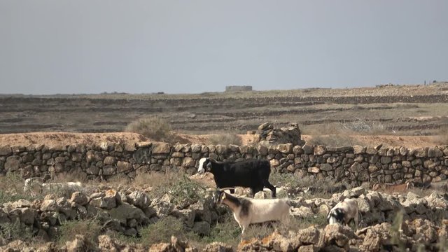 Ziegenherde auf Fuerteventura, Nutztier, Ziege, Herde, Landwirtschaft, Spanien, 4K