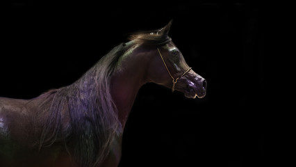 portrait of bay arabian horse .