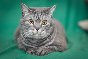blue british shorthair cat on green background