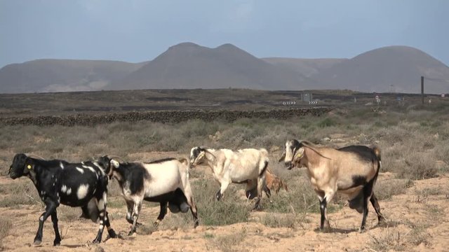 Ziegenherde auf Fuerteventura, Nutztier, Ziege, Herde, Landwirtschaft, Spanien, 4K