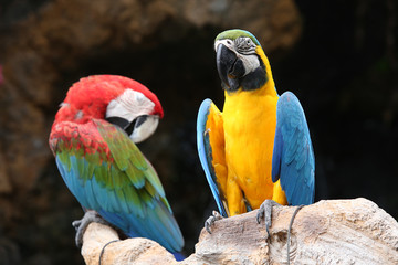 Macaws bird, The parrot looked at the branches.