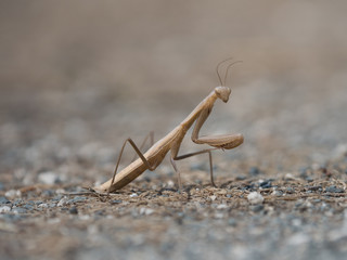 Beautiful brown and cream colored insect, Mantis religiosa, Mantidae